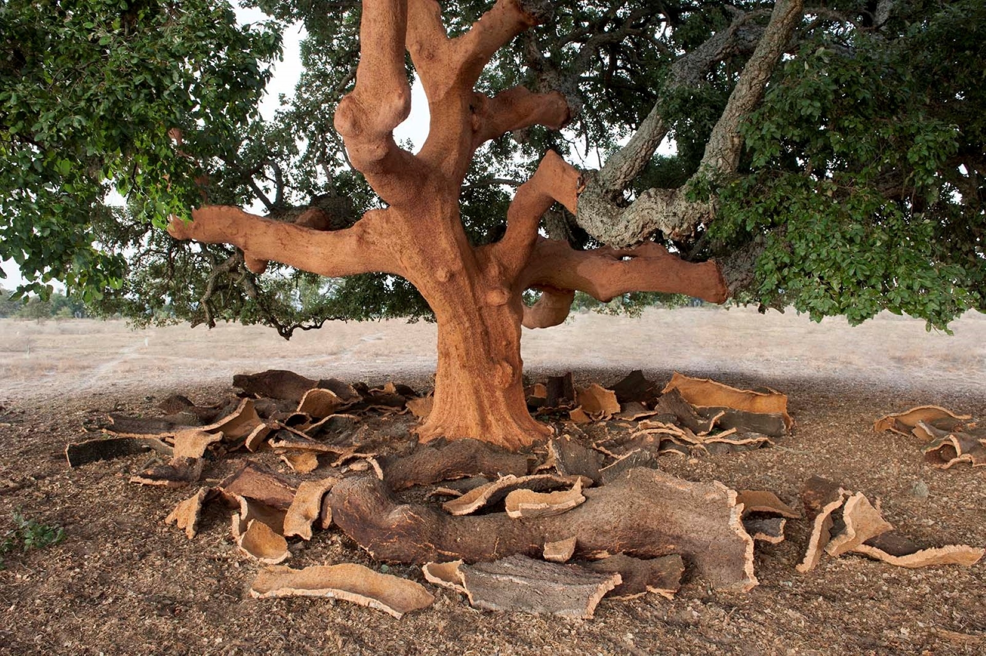 Коровий дуб (Quercus suber)