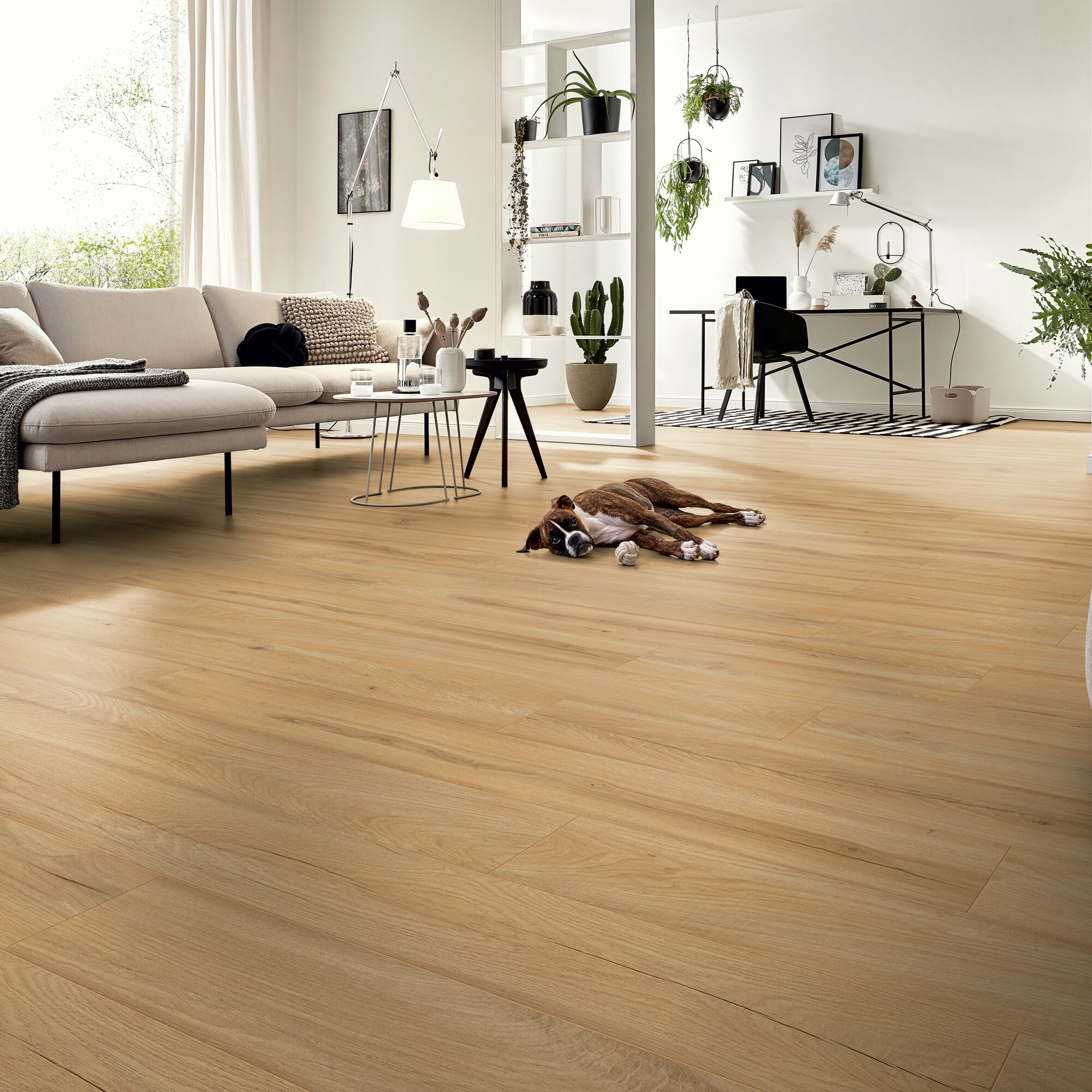 Ламінат Kronotex - Farm Oak Beige, артикул D 80062, 32 клас, 8 мм. Колекція Exquisit. Виробництво Німеччина.